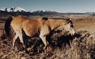 Get back on the Horse; A guest post from Michael Larson